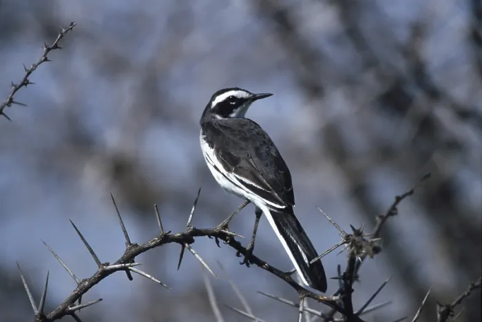 Framed Print : African Pied Wagtail (Motacilla aguimp vidua)