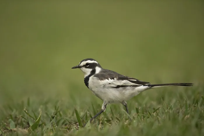 Framed Print : African Pied Wagtail (Motacilla aguimp vidua) juvenile