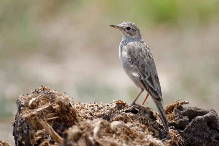 Framed Print : African Pipit (Anthus cinnamomeus)