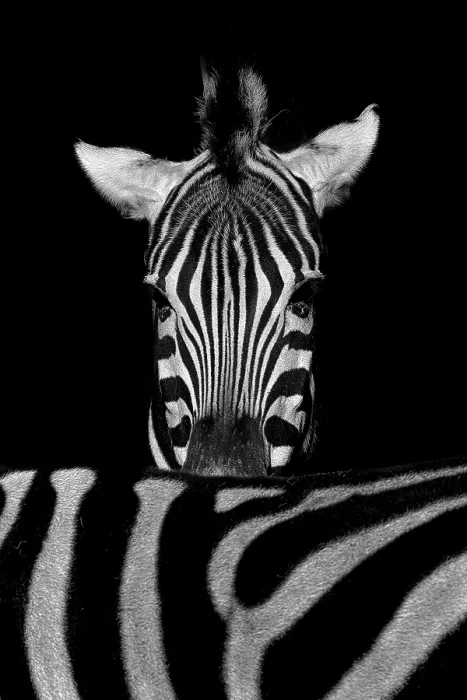 Framed Print : African plains zebra (Equus quagga)