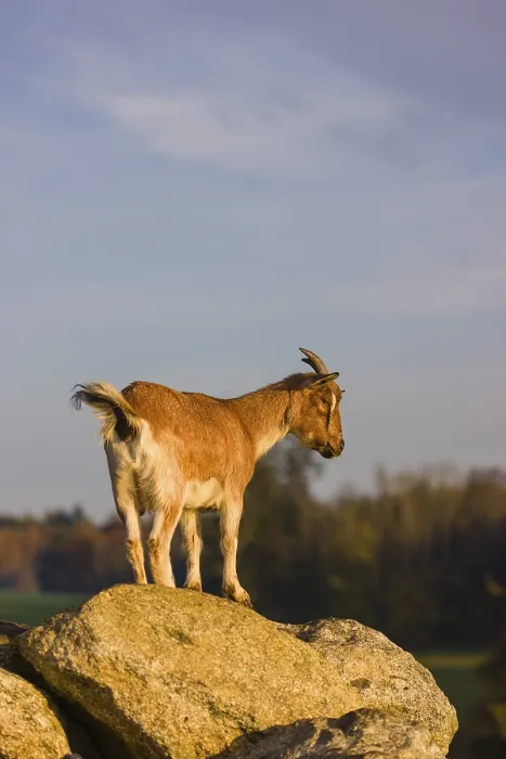 Framed Print : An African Pygmy goat Capra aegagrus hircus) stands on top of a rock