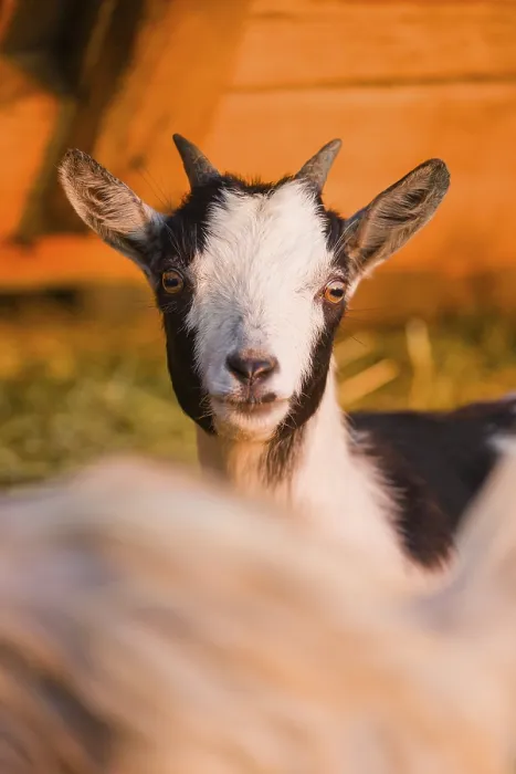 Framed Print : An African Pygmy goat Capra aegagrus hircus) stands in front of a stable in the first light of the day Framed Print : An African Pygmy goat Capra aegagrus hircus) stands in front of a stable in the first light of the day