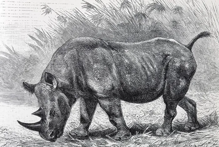 Framed Print : African Rhinoceros (Rhinoceros bicornis) Framed Print : African Rhinoceros (Rhinoceros bicornis)