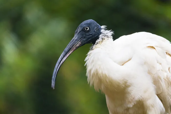 Framed Print : African Sacred Ibis (Threskiornis aethiopicus)