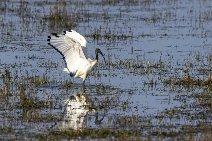 Framed Print : African Sacred Ibis (Threskiornis aethiopicus)