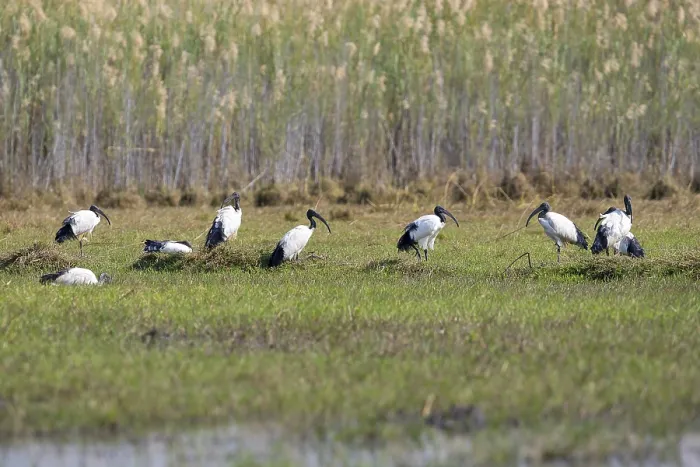 Framed Print : African sacred ibis (Threskiornis aethiopicus)