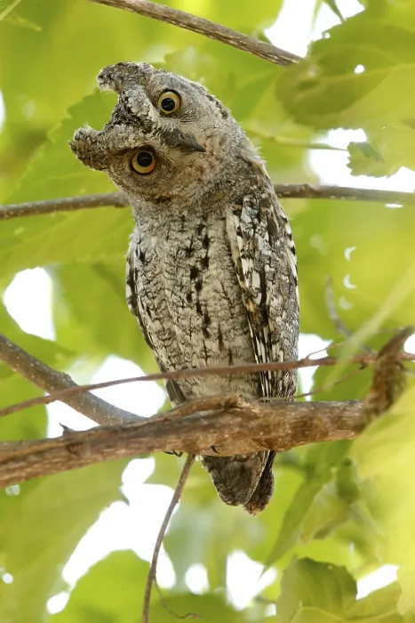 Framed Print : African Scops Owl (Otus senegalensis)