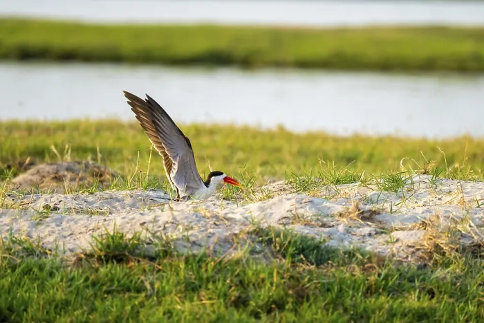 Framed Print : African Skimmer (Rynchops flavirostris)