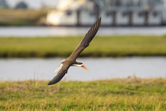 Framed Print : African Skimmer (Rynchops flavirostris)