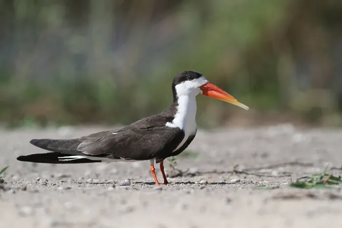 Framed Print : African skimmers (Rynchops flavirostris)