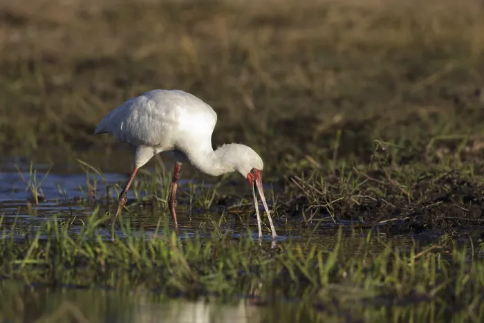 Framed Print : African Spoonbill (Platalea alba) foraging Framed Print : African Spoonbill (Platalea alba) foraging