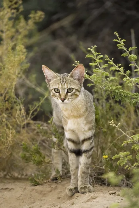 Framed Print : African wild cat, fallow cat, (Felis lybica)
