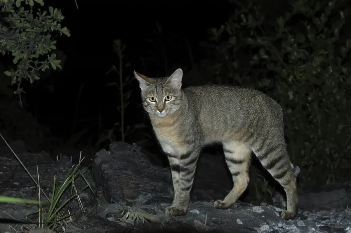 Framed Print : African Wild Cat (Felis silvestris lybica)