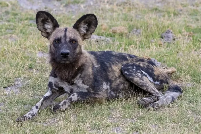 Framed Print : African wild dog (Lycaon pictus)