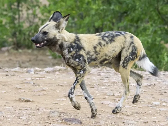 Framed Print : African Wild Dog (Lycaon pictus)