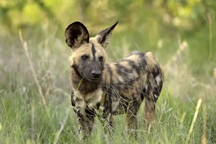 Framed Print : African Wild Dog (Lycaon pictus)