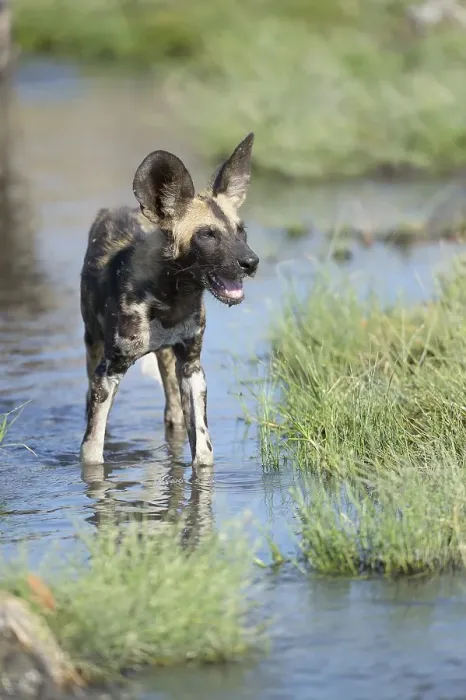 Framed Print : African wild dog (Lycaon pictus)