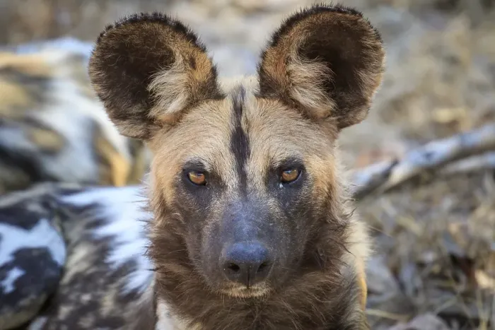 Framed Print : African wild dog (Lycaon pictus)