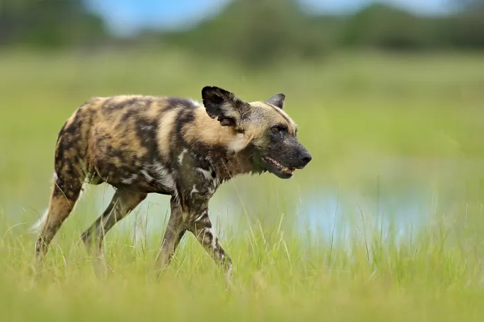 Framed Print : African wild dog, Lycaon pictus