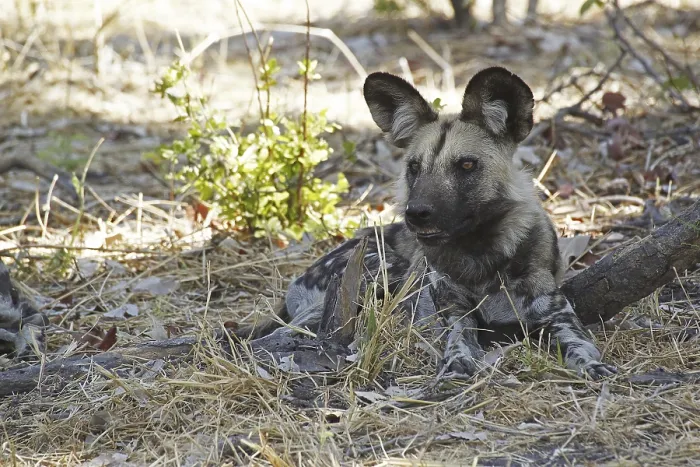 Framed Print : African Wild Dog (lycaon pictus) Framed Print : African Wild Dog (lycaon pictus)