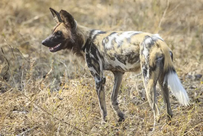 Framed Print : African wild dog (Lycaon pictus) in the bush