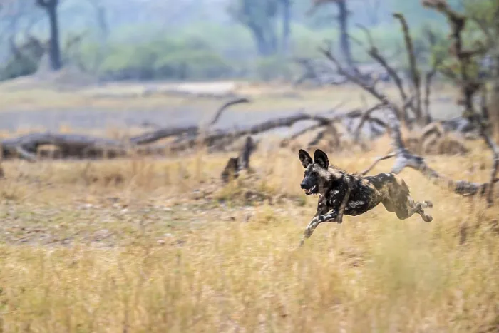 Framed Print : African wild dog (Lycaon pictus) running