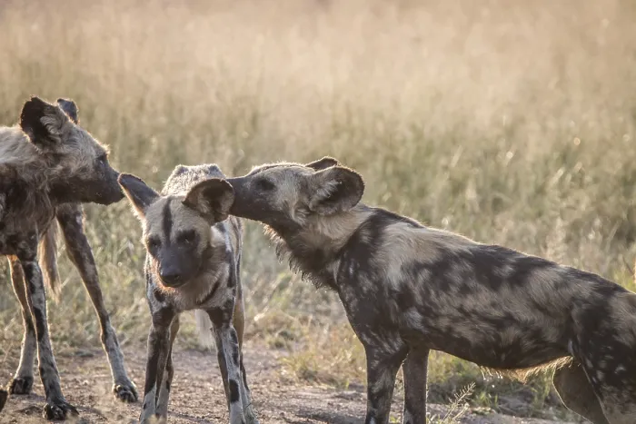 Framed Print : Two African wild dogs bonding in the Sabi Sand Game Reserve Framed Print : Two African wild dogs bonding in the Sabi Sand Game Reserve