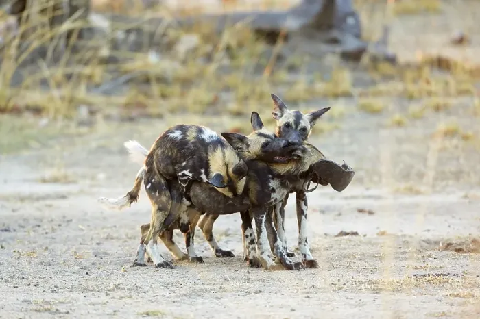 Framed Print : African wild dogs (Lycaon pictus) Framed Print : African wild dogs (Lycaon pictus)