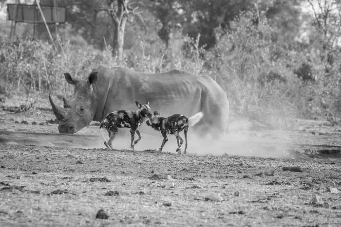 Framed Print : Two African wild dogs with a White rhino in black and white in the Kruger National Park