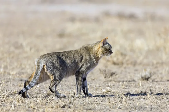 Framed Print : African wildcat, African wildcat