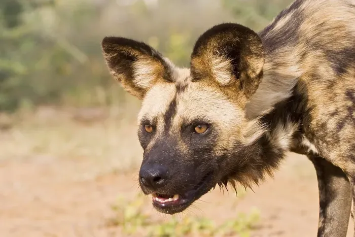 Framed Print : African wilddog (Lycaon pictus), Namibia, Africa