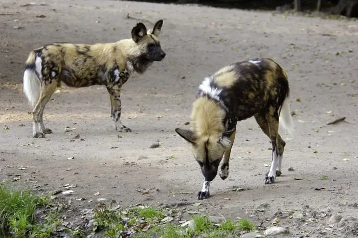 Framed Print : Two African Wilddogs Lycaon pictus