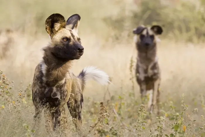 Framed Print : African wilddogs (Lycaon pictus), Namibia, Africa