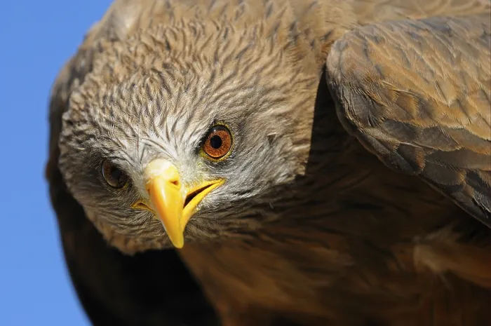 Framed Print : African yellow-billed kite (Milvus aegyptius) (Milvus migrans) aegyptius