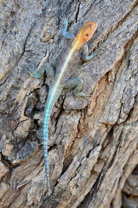 Framed Print : Agama lizard climbing on tree (Agama agama) Samburu National Reserve Framed Print : Agama lizard climbing on tree (Agama agama) Samburu National Reserve