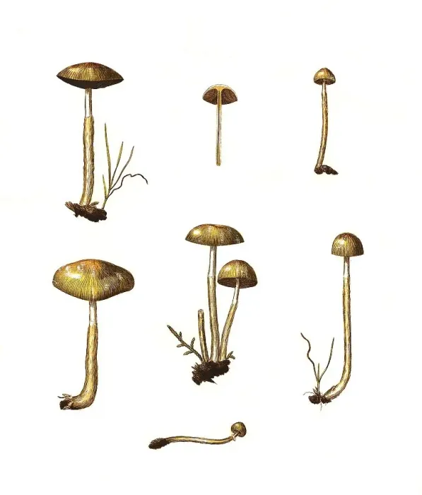 Framed Print : Agaricus glutinosus, ivory woodwax (Hygrophorus) eburneus