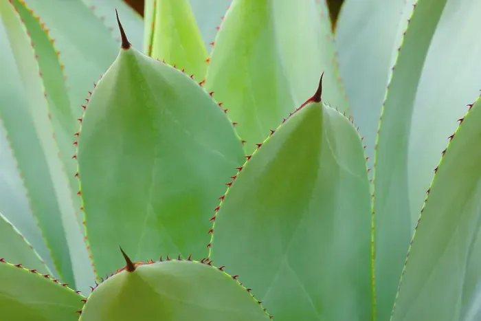 Framed Print : Agave (Agave parrasana), Occurrence in Mexico