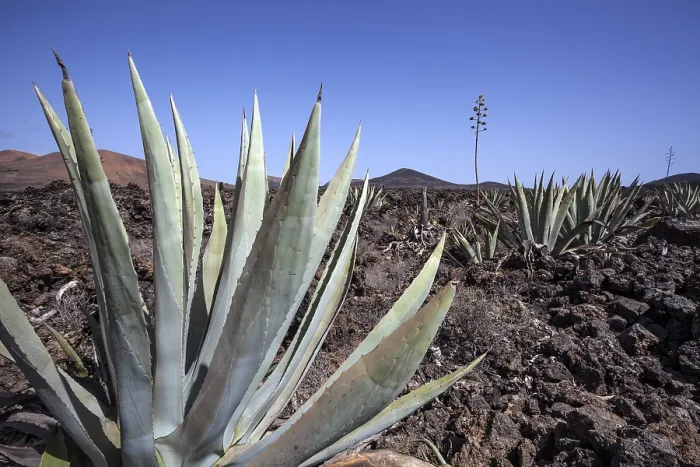 Framed Print : Agaves (Agave) in the lava field near Mancha Blanca Framed Print : Agaves (Agave) in the lava field near Mancha Blanca