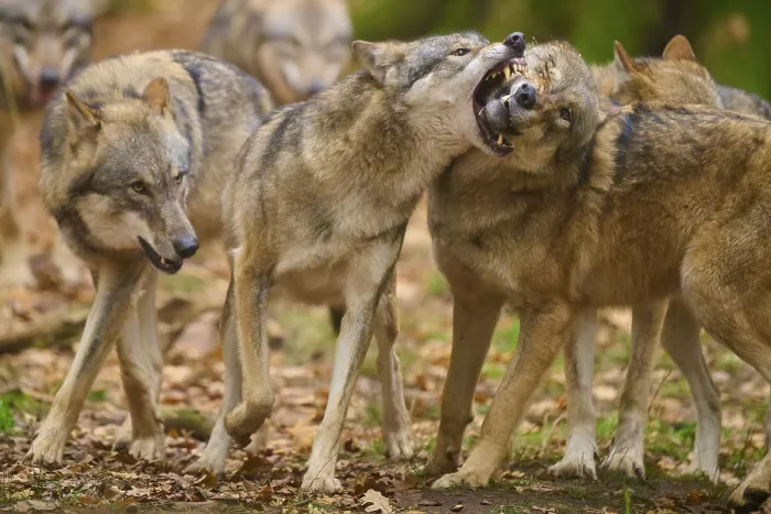 Framed Print : Aggressive behaviour between wolves in a pack in an autumnal forest Framed Print : Aggressive behaviour between wolves in a pack in an autumnal forest