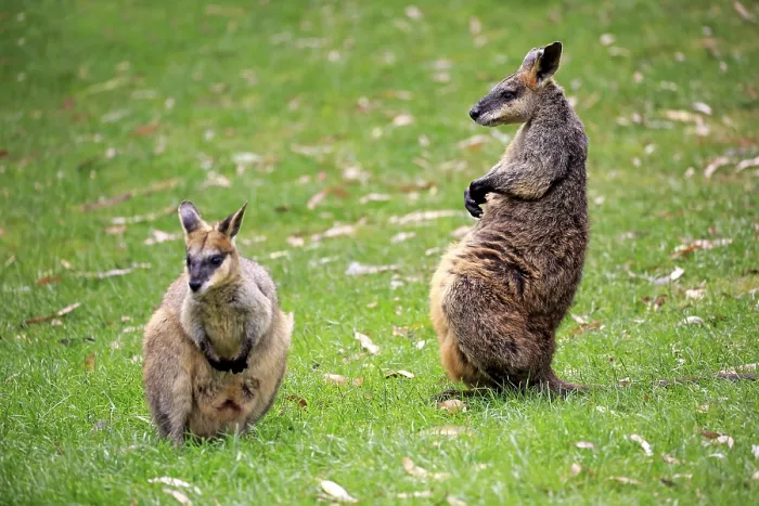 Framed Print : Agile wallaby (Macropus agilis) Framed Print : Agile wallaby (Macropus agilis)