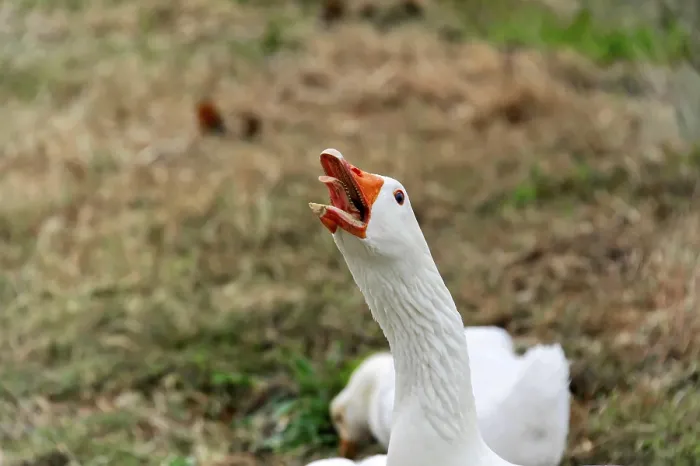 Framed Print : Agios Nikolaos, Crete, Greece, A goose in a meadow keeps its beak open surrounded by natural autumn environment