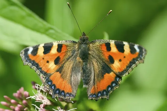 Framed Print : Aglais urticae Framed Print : Aglais urticae