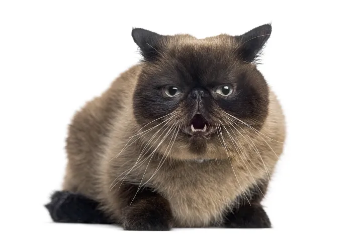 Framed Print : Agressive Persian (2 years old)