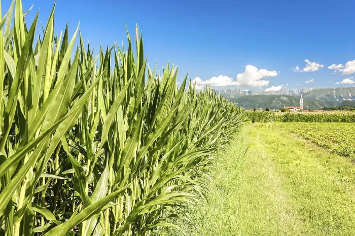 Framed Print : Agricultural landscape. Field of corn Framed Print : Agricultural landscape. Field of corn