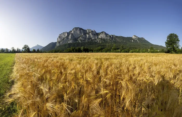 Framed Print : Agricultural Landscape, Hordeum Vulgare Framed Print : Agricultural Landscape, Hordeum Vulgare