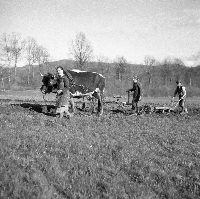 Framed Print : Agricultural workers ploughing fields with tense cows Framed Print : Agricultural workers ploughing fields with tense cows