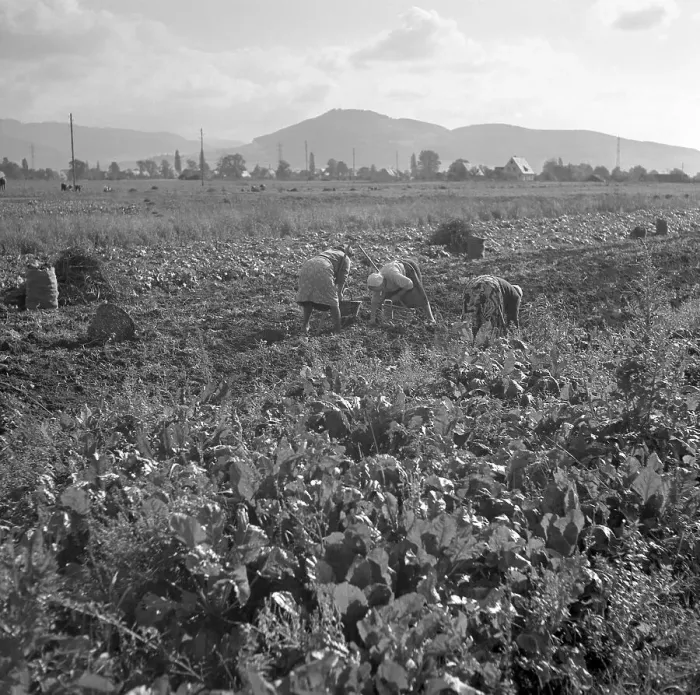Framed Print : Agriculture, ca. 1955, around Freiburg