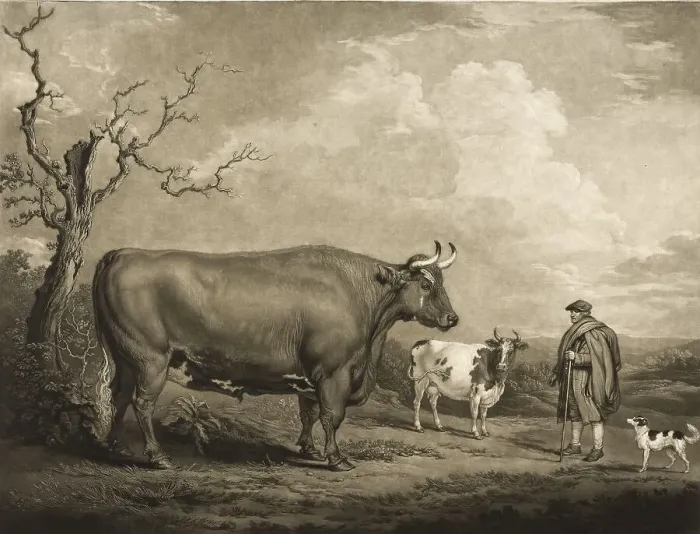 Framed Print : Agriculture, Cattle breeding, Spottiswoode Ox