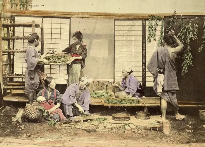 Framed Print : Agriculture, Collecting and cutting the mulberry leaves for silkworm breeding