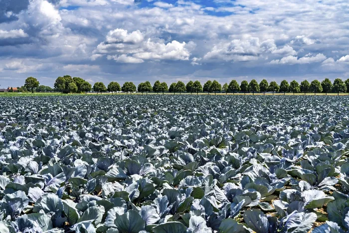 Framed Print : Agriculture, fields, cabbage cultivation Framed Print : Agriculture, fields, cabbage cultivation
